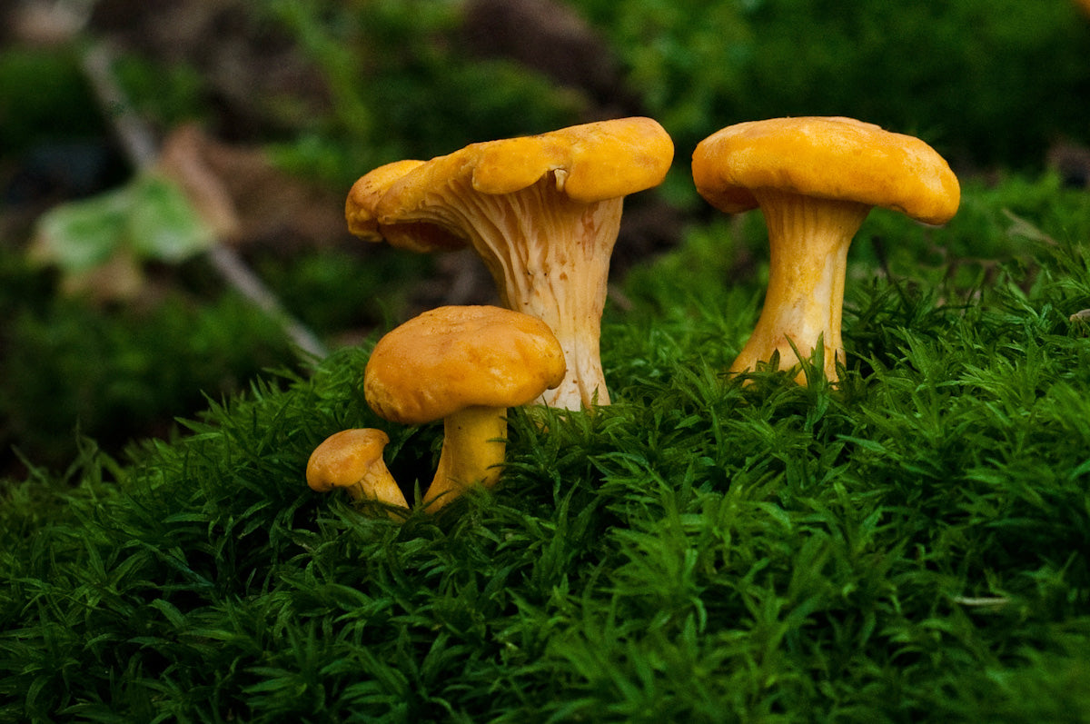 Golden Chanterelles