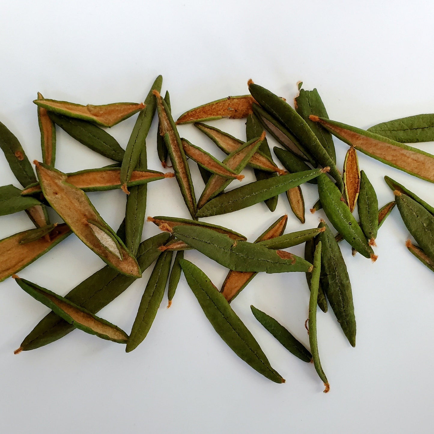 Labrador Tea