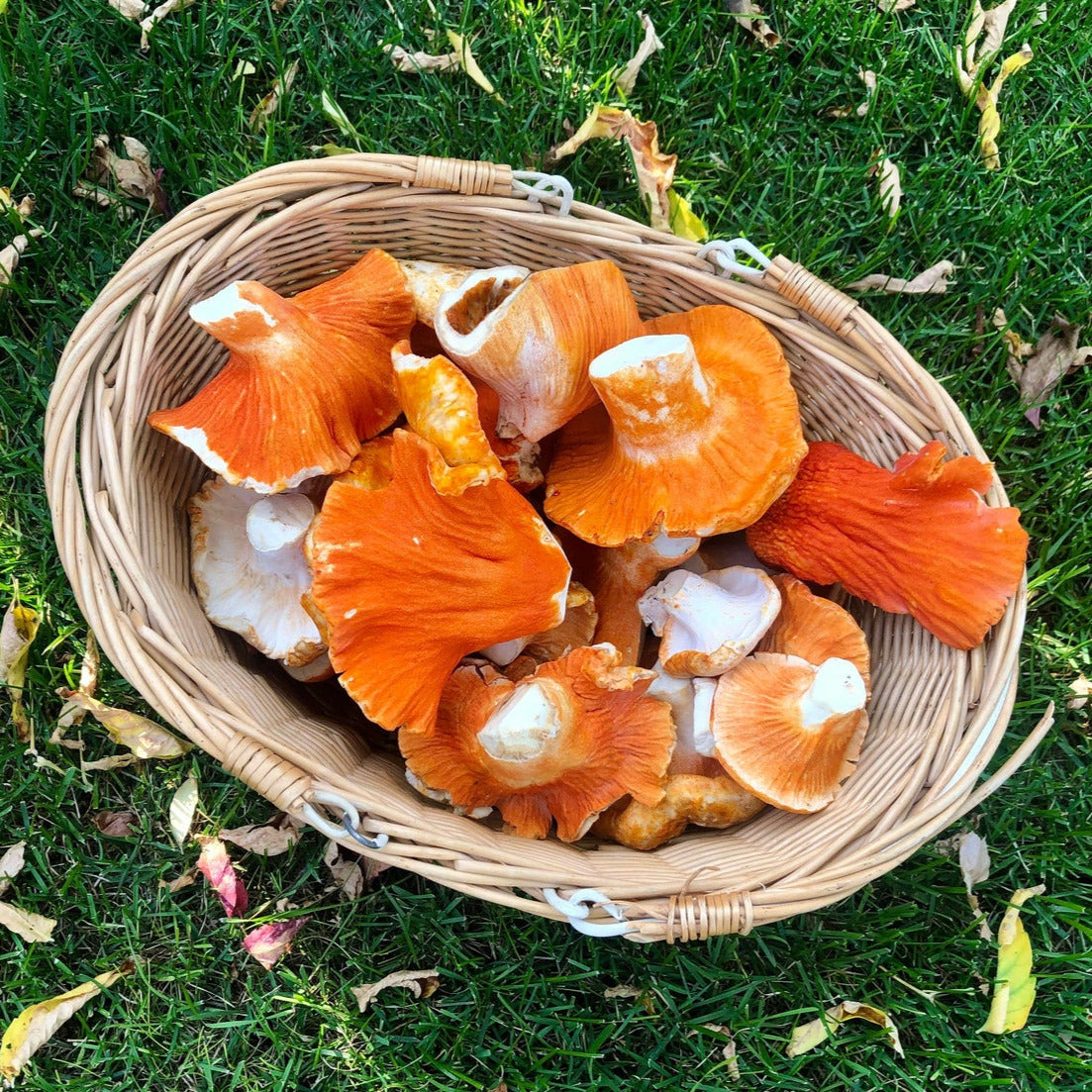 Lobster Mushrooms